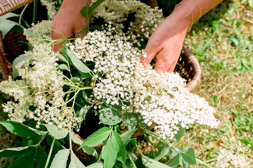 Elderflower Extravaganza