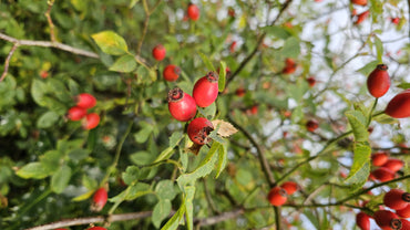 The Season of the Rosehip