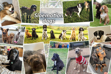 Funny dogs of Sloemotion - Sloe-Mo Mutts