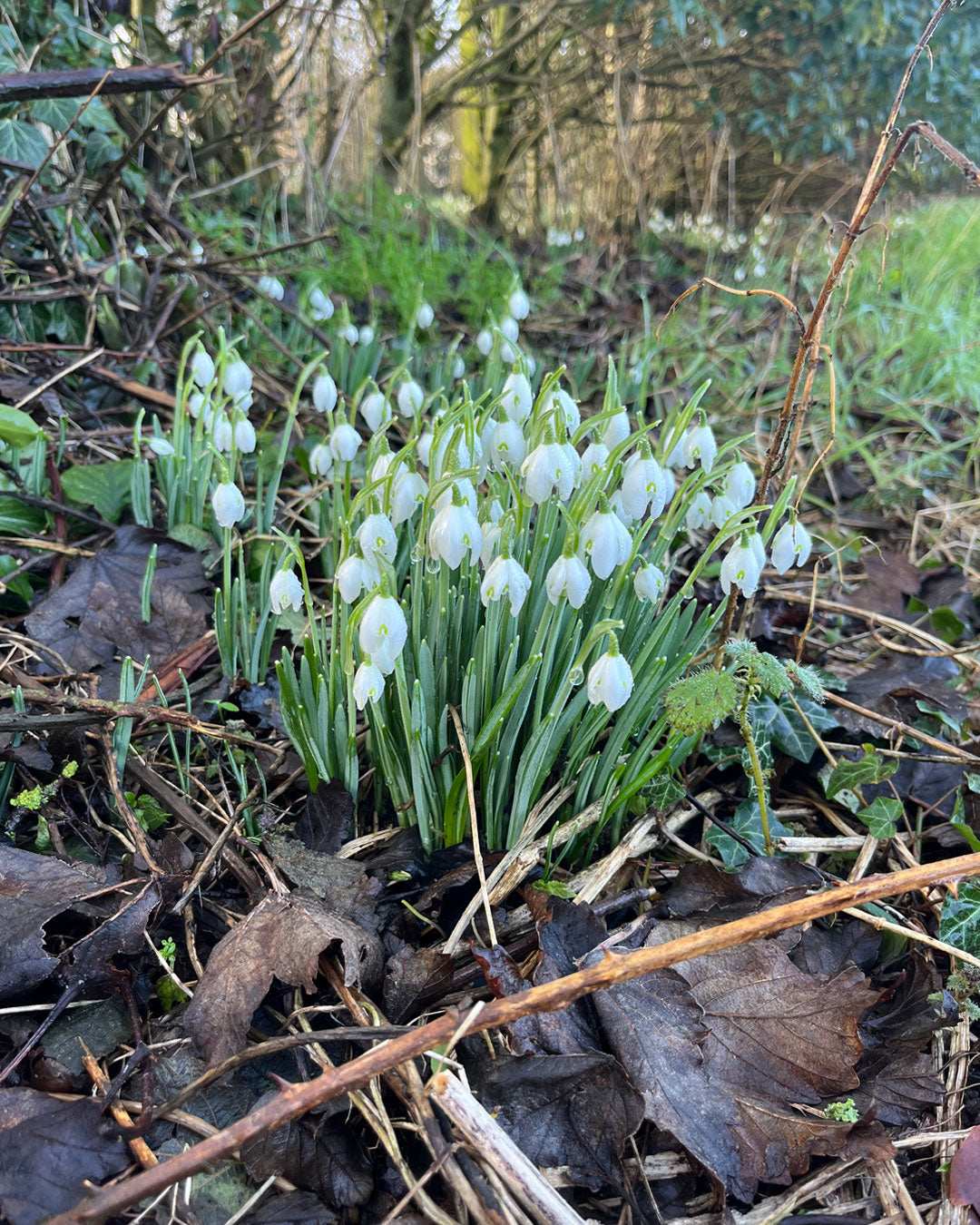 Hedgerow Snowdrops 🌼