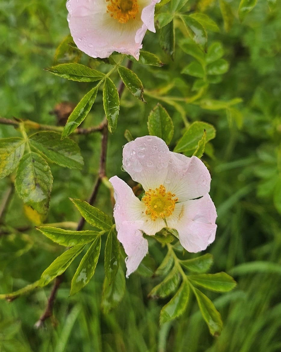 🌸 Dog Rose 🌸