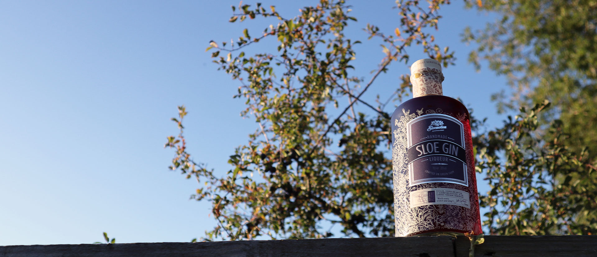 Hedgerow Liqueurs and Spirits Original Sloe Gin. Sloe gin in nature, autumn sunshine, sloe gin tree with sloes