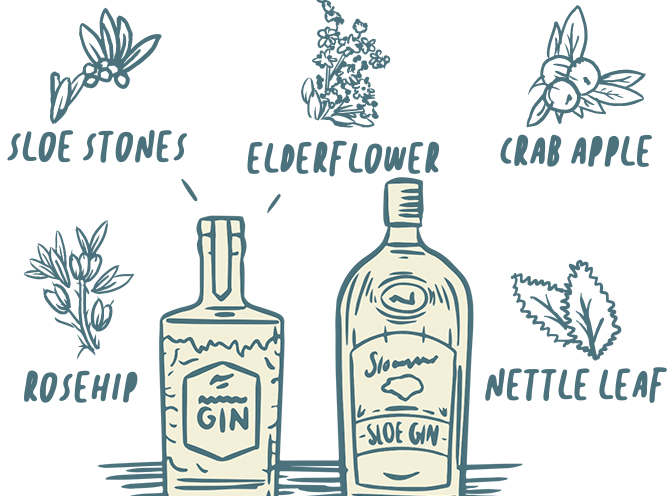 Sloe Gin vectors and Rosehip Nettle Leaf Sloe Stones Elderflower Crab Apple - Sloemotion Distillery